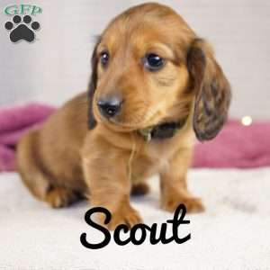 Scout, Dachshund Puppy