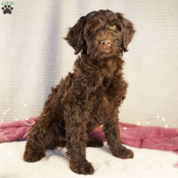 Pearl, Portuguese Water Dog Puppy