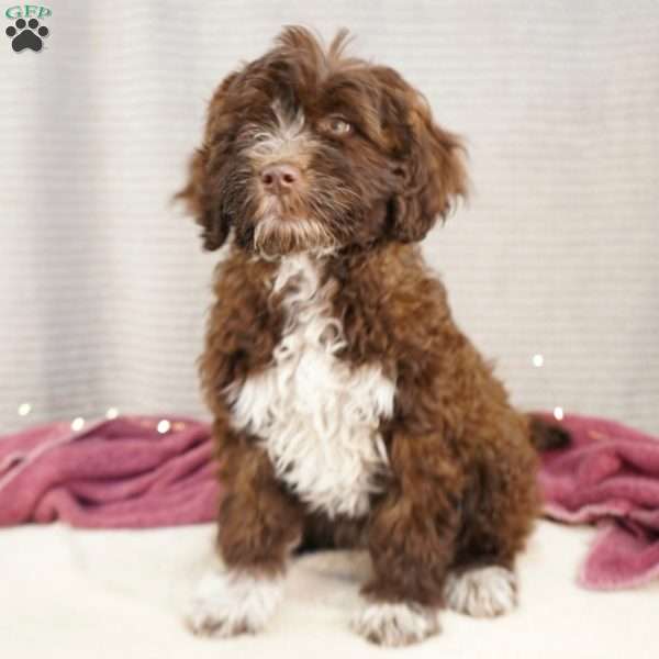 Sofi, Portuguese Water Dog Puppy