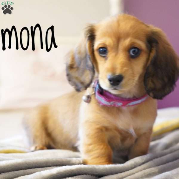 Ramona, Dachshund Puppy