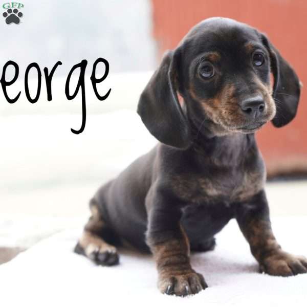 George, Dachshund Puppy