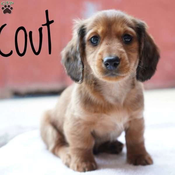 Scout, Dachshund Puppy