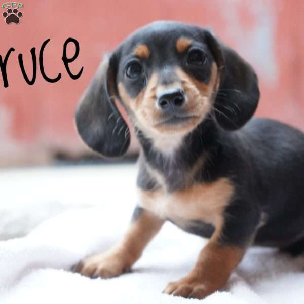 Spruce, Dachshund Puppy