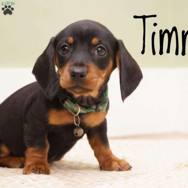 Timmy, Dachshund Puppy