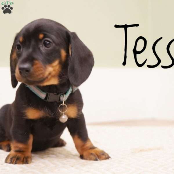 Tessa, Dachshund Puppy