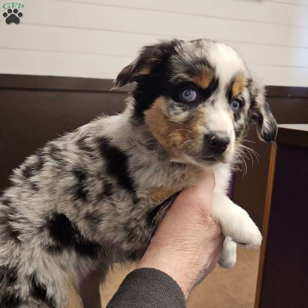 Potato, Miniature Australian Shepherd Puppy