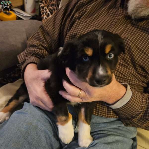 Tiny, Miniature Australian Shepherd Puppy