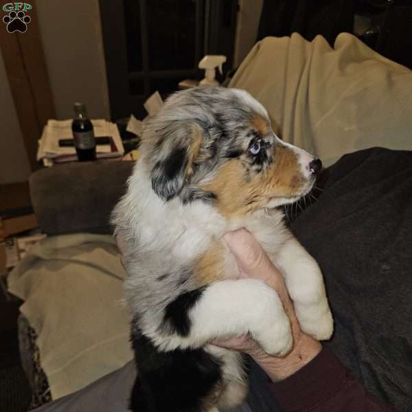 Jewel, Miniature Australian Shepherd Puppy