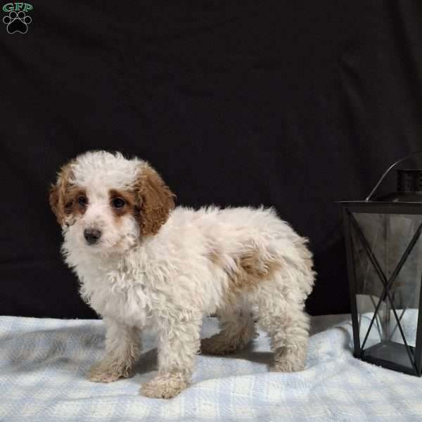 Odie, Miniature Poodle Puppy