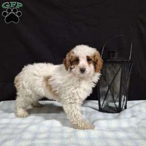 Odie, Miniature Poodle Puppy