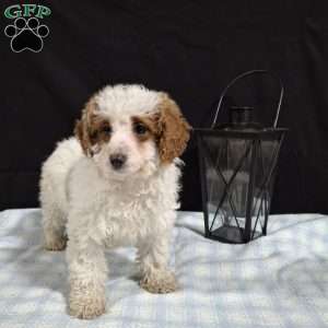 Odie, Miniature Poodle Puppy