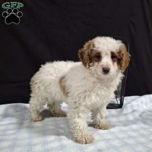 Odie, Miniature Poodle Puppy