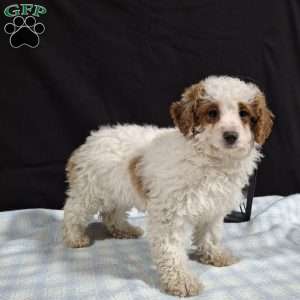 Odie, Miniature Poodle Puppy