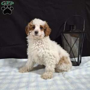 Odie, Miniature Poodle Puppy
