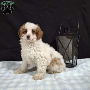Odie, Miniature Poodle Puppy