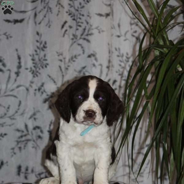 Teddy, English Springer Spaniel Puppy