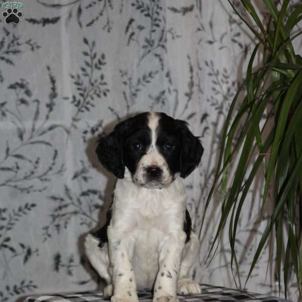 Trudy, English Springer Spaniel Puppy