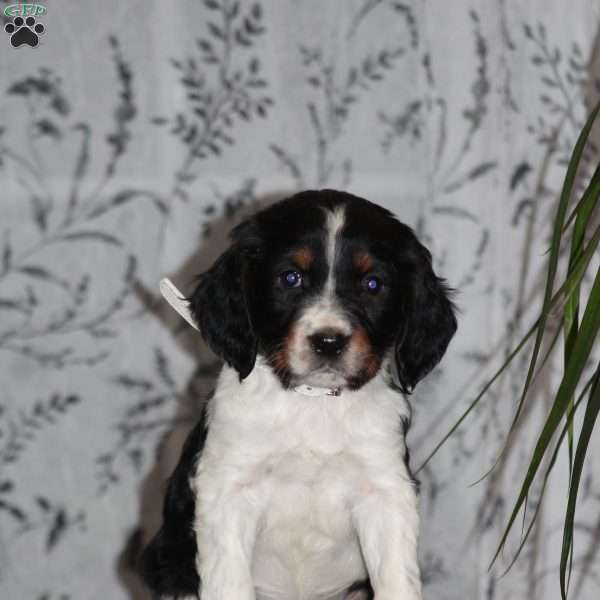 Trixie, English Springer Spaniel Puppy