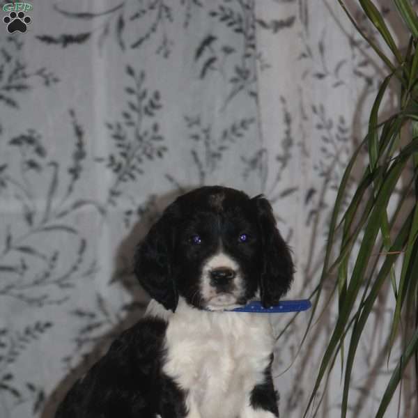 Tucker, English Springer Spaniel Puppy