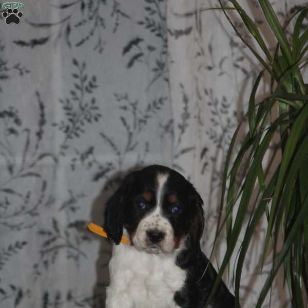 Tilly, English Springer Spaniel Puppy
