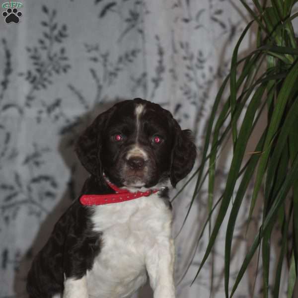 Taffy, English Springer Spaniel Puppy