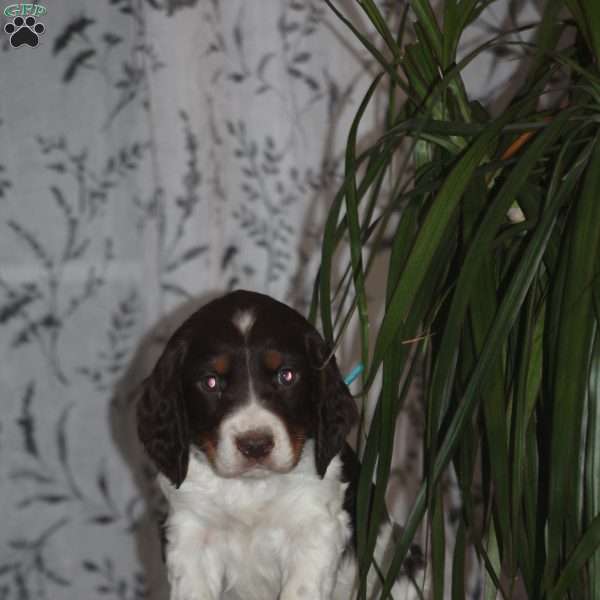Toby, English Springer Spaniel Puppy