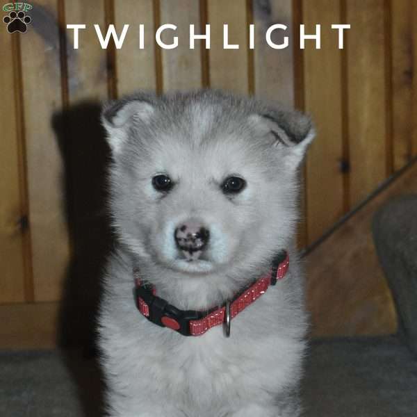 Twighlight, Alaskan Malamute Puppy