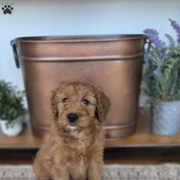 Tucker, Nova Scotia Duck Tolling Retriever Mix Puppy