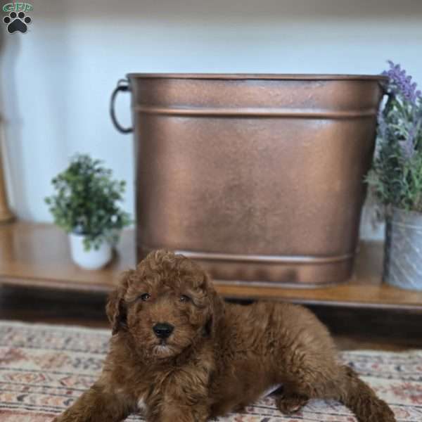 Copper, Nova Scotia Duck Tolling Retriever Mix Puppy