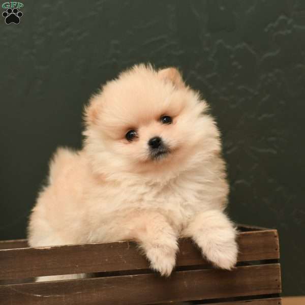 Jill, Pomeranian Puppy