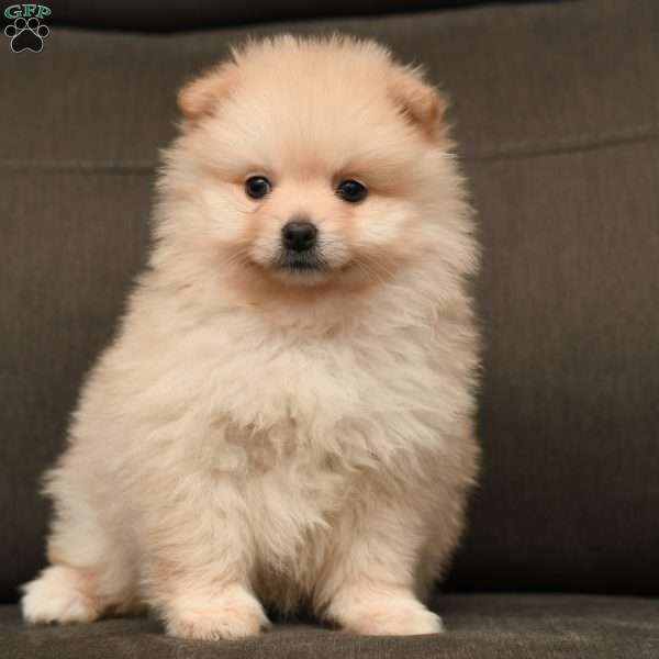 Jip, Pomeranian Puppy