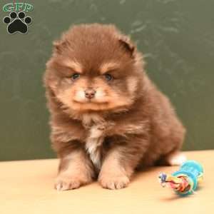 Patrick, Pomeranian Puppy