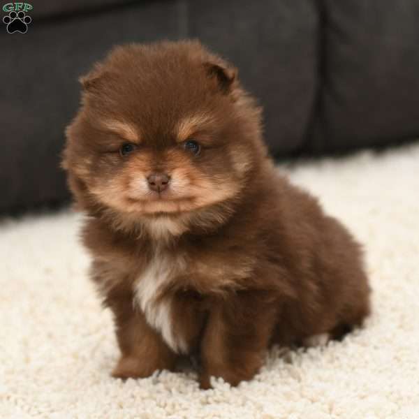 Patrick, Pomeranian Puppy