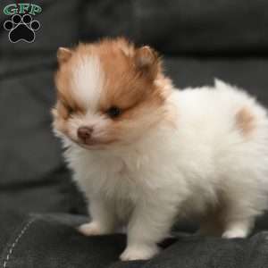 Tiny Teddy, Pomeranian Puppy