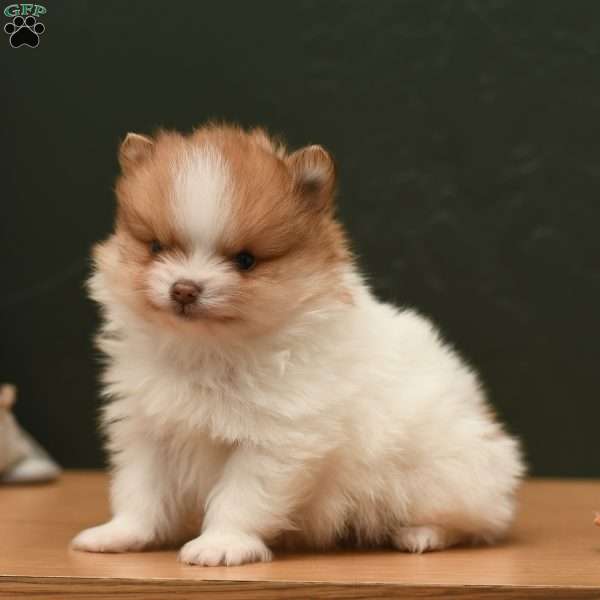 Tiny Teddy, Pomeranian Puppy