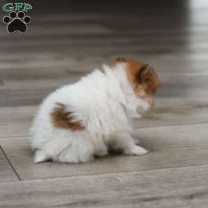 Tiny Teddy, Pomeranian Puppy