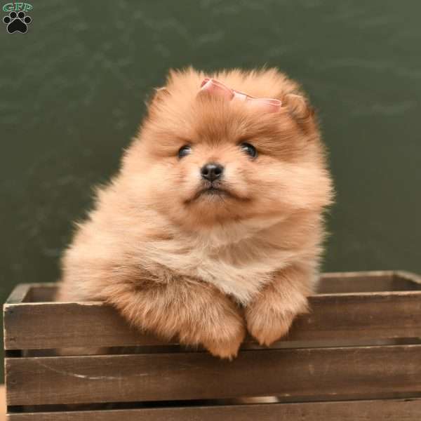 Pixie, Pomeranian Puppy