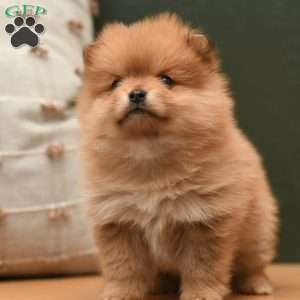 Pixie, Pomeranian Puppy