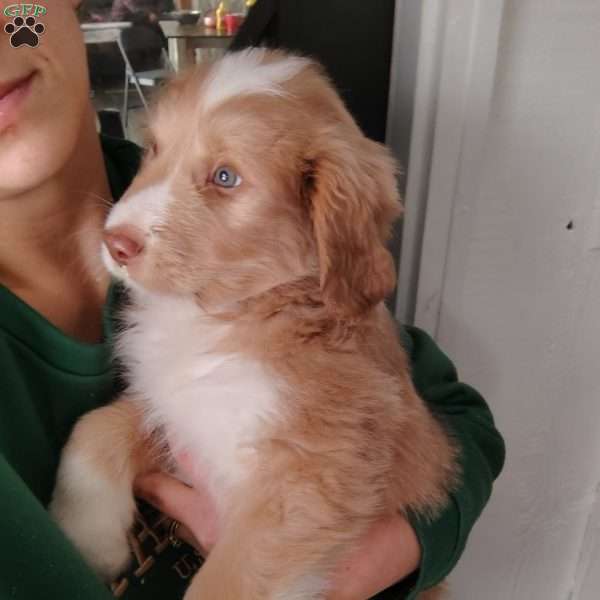 Dallas, Great Pyrenees Mix Puppy