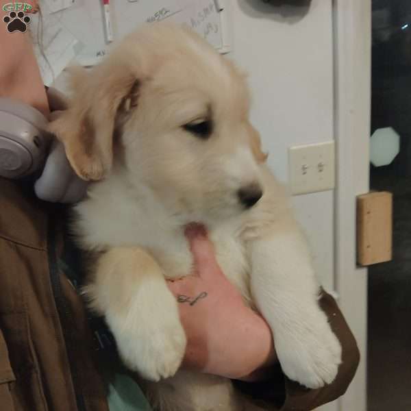 Luna, Great Pyrenees Mix Puppy
