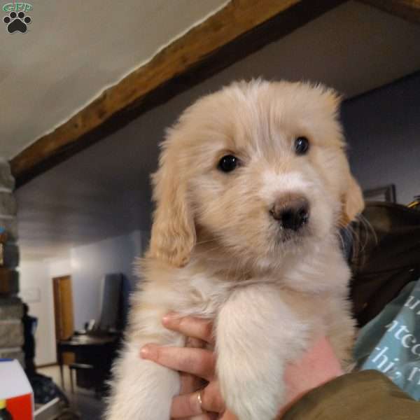 Big mama, Great Pyrenees Mix Puppy