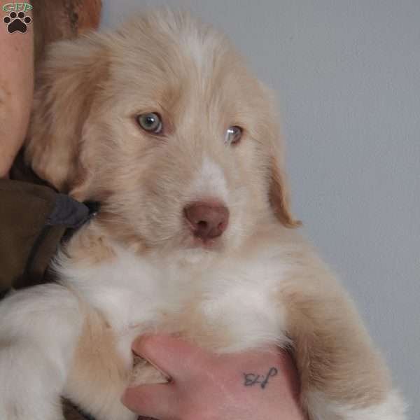 Happiness, Great Pyrenees Mix Puppy