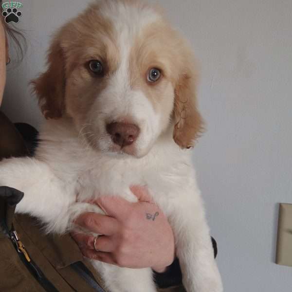 Cookie, Great Pyrenees Mix Puppy