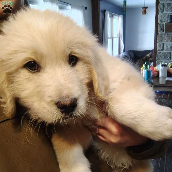 Peanut, Great Pyrenees Mix Puppy