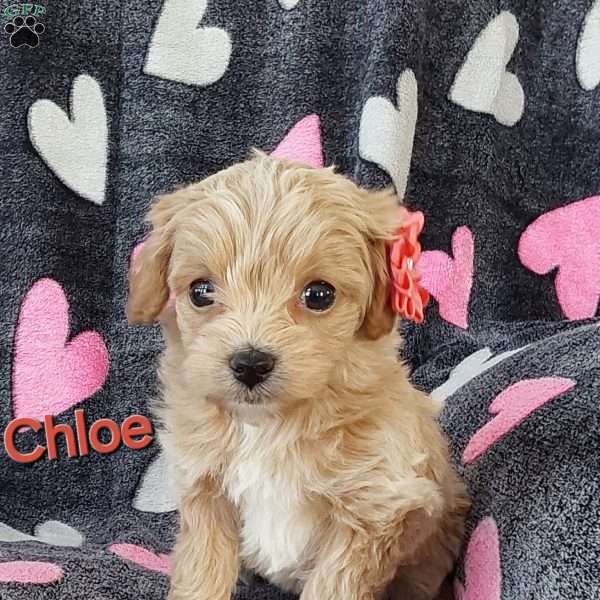 Chloe, Toy Poodle Mix Puppy