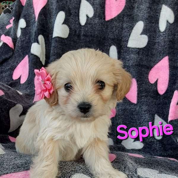 Sophie, Toy Poodle Mix Puppy