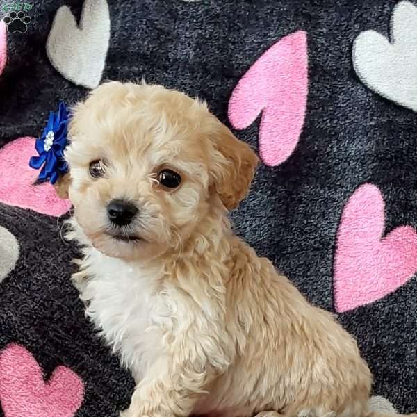 Bentley, Toy Poodle Mix Puppy