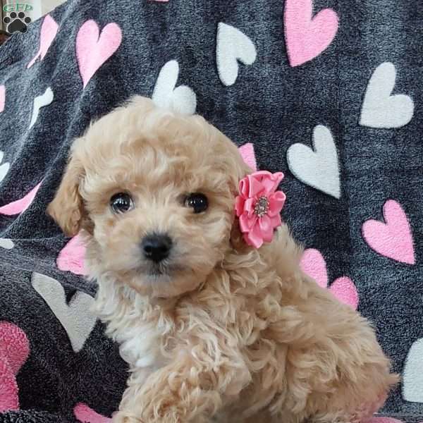 Darla, Toy Poodle Mix Puppy