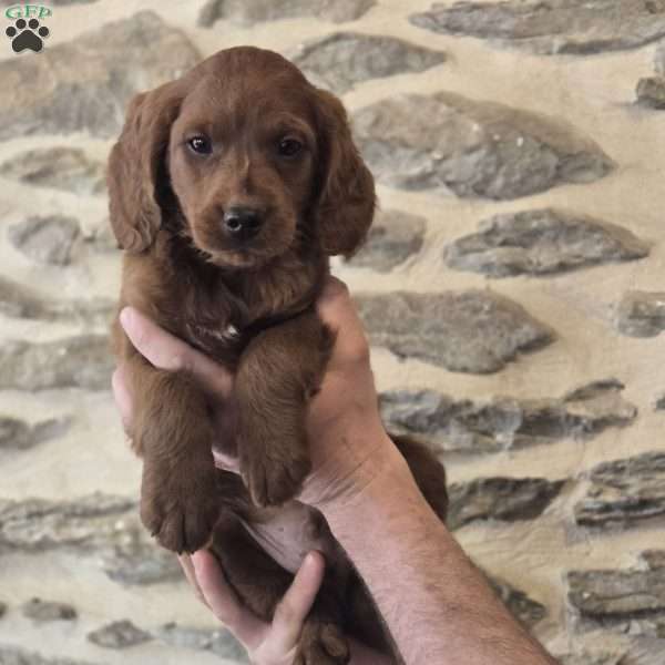 Max, Irish Doodle Puppy