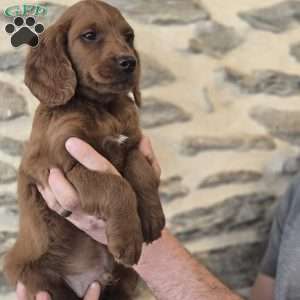 Max, Irish Doodle Puppy